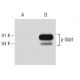 p-Stat1 Antibody (pY701.4A) - Western Blotting - Image 127548