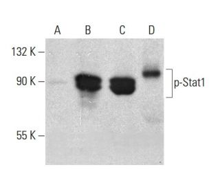 p-Stat1 Antibody (pY701.4A) - Western Blotting - Image 386067 