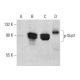 p-Stat1 Antibody (pY701.4A) - Western Blotting - Image 386067 
