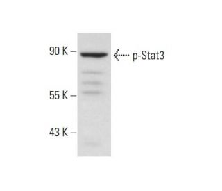 p-Stat3 Antibody (23G5) - Western Blotting - Image 127244 