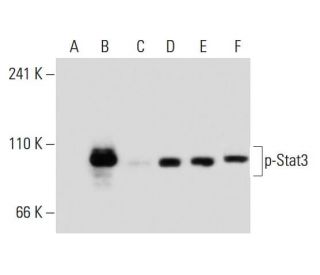 p-Stat3 Antibody (9E12) - Western Blotting - Image 134840 