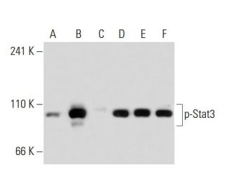 p-Stat3 Antibody (B-7) - Western Blotting - Image 134828 