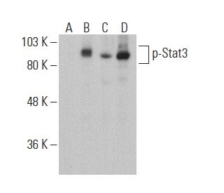 p-Stat3 Antibody (pS727.25) - Western Blotting - Image 400936