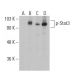 p-Stat3 Antibody (pS727.25) - Western Blotting - Image 400936