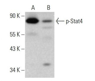 p-Stat4 Antibody (E-2) - Western Blotting - Image 381754 