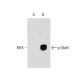 p-Stat4 Antibody (pY693.38) - Western Blotting - Image 127557