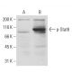 p-Stat6 Antibody (16E12) - Western Blotting - Image 62942