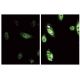 p-Stat6 Antibody (pY641.18) - Immunofluorescence - Image 60529 