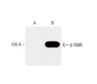 p-Stat6 Antibody (pY641.18) - Western Blotting - Image 60203 