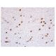 p-Tau Antibody (6A192) - Immunohistochemistry - Image 352865 