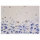 p-Tau Antibody (PHF-6) - Immunohistochemistry - Image 352863 