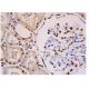 p-Tau Antibody (PHF-6) - Immunohistochemistry - Image 352864