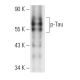 p-Tau Antibody (PHF-6) - Western Blotting - Image 12354 