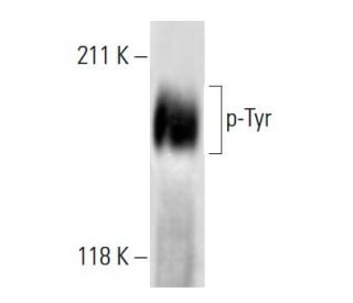 Phosphotyrosine Antibody (P-Tyr-01) - Western Blotting - Image 12679