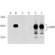 p-VASP Antibody (A-7) - Western Blotting - Image 142635