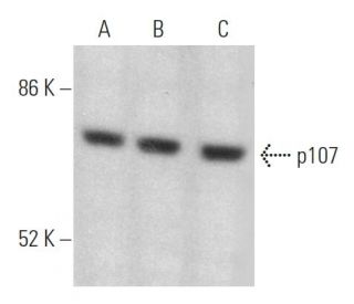 p107 Antibody (SD9) - Western Blotting - Image 368708 