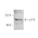 p115 Antibody (5D6) - Western Blotting - Image 4073 