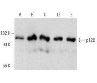 p120 Antibody (6H11) - Western Blotting - Image 354731 