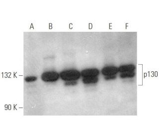 p130 Antibody (A-10) - Western Blotting - Image 349961 