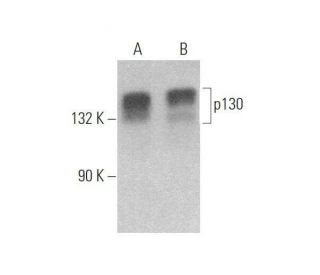 p130 Antibody (DCS-211) - Western Blotting - Image 353298 