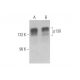 p130 Antibody (DCS-211) - Western Blotting - Image 353298 