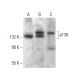 p130 Antibody (DCS-211) - Western Blotting - Image 380505 