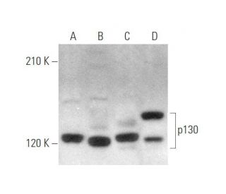 p130 Antibody (F-8) - Western Blotting - Image 349941 