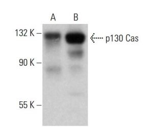 p130 Cas Antibody (3F309) - Western Blotting - Image 377231 