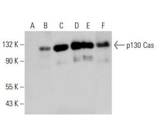 p130 Cas Antibody (C-2) - Western Blotting - Image 348654 
