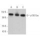 p130 Cas Antibody (C-2) - Western Blotting - Image 362173 
