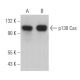 p130 Cas Antibody (C-2) - Western Blotting - Image 362174