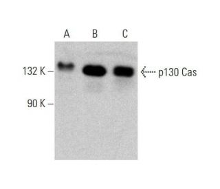 p130 Cas Antibody (C-4) - Western Blotting - Image 351669 