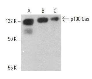 p130 Cas Antibody (C-4) - Western Blotting - Image 361753