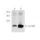 p14ARF Antibody (DCS-241) - Western Blotting - Image 14588