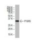 P15RS Antibody (FF-8) - Western Blotting - Image 33495 