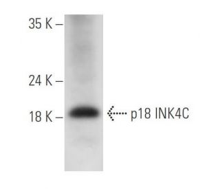 CDKN2C/p18 INK4c Antibody (B-2) - Western Blotting - Image 326522