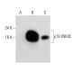 CDKN2C/p18 INK4c Antibody (H-7) - Western Blotting - Image 324748