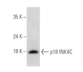 CDKN2C/p18 INK4c Antibody (H-7) - Western Blotting - Image 326521 