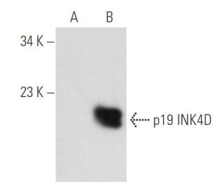 p19 INK4D/CDKN2D Antibody (A-4) - Western Blotting - Image 108955