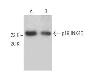 p19 INK4D/CDKN2D Antibody (D-9) - Western Blotting - Image 393548 