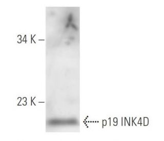 p19 INK4D/CDKN2D Antibody (DCS-100) - Western Blotting - Image 14750 