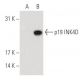 p19 INK4D/CDKN2D Antibody (E-11) - Western Blotting - Image 62701 