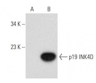 p19 INK4D/CDKN2D Antibody (E-3) - Western Blotting - Image 134045