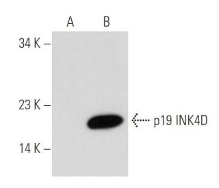 p19 INK4D/CDKN2D Antibody (E-11) - Western Blotting - Image 43957