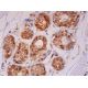 Waf1/Cip1/CDKN1A p21 Antibody (AC8.3) - Immunohistochemistry - Image 293344 