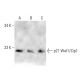 Waf1/Cip1/CDKN1A p21 Antibody (AC8.3) - Western Blotting - Image 12832 