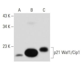 Waf1/Cip1/CDKN1A p21 Antibody (F-8) - Western Blotting - Image 134781 