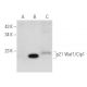 Waf1/Cip1/CDKN1A p21 Antibody (WA-1) - Western Blotting - Image 48924