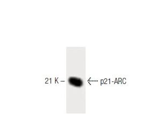 p21-ARC Antibody (26) - Western Blotting - Image 60395 