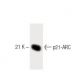 p21-ARC Antibody (26) - Western Blotting - Image 60395 